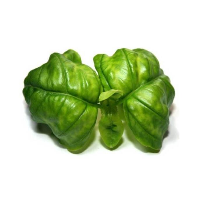 product/b/i/bioponis_bio30105g_marron_2.jpg