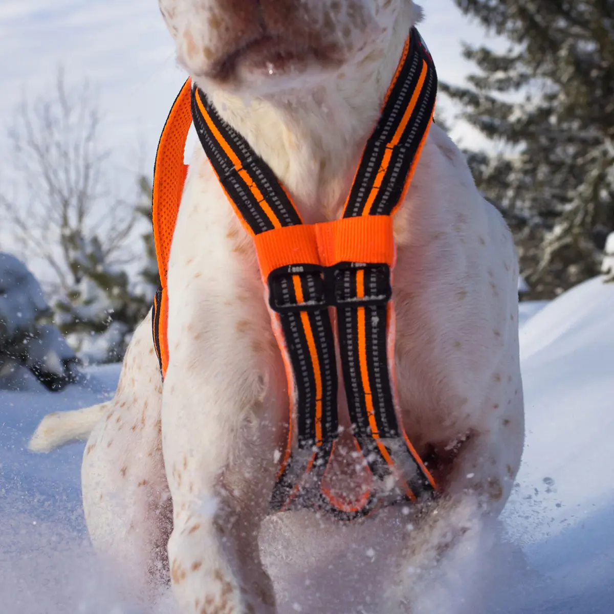 product/i/-/i-dog_i05o2xs_orange_3.jpg