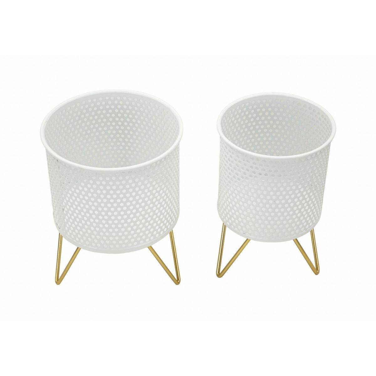 product/m/a/mauro-ferretti_1427920000_gold-white_2.jpg