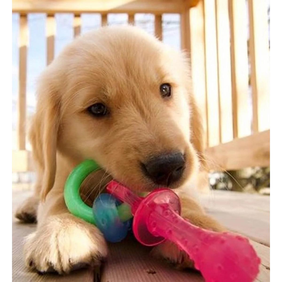 product/n/y/nylabone_982087eu_2.jpg