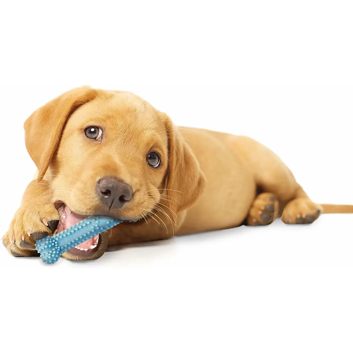product/n/y/nylabone_983238eu_1.jpg