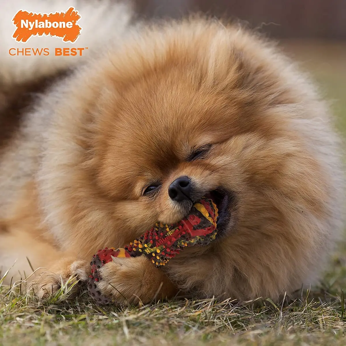 product/n/y/nylabone_983320eu_1.jpg