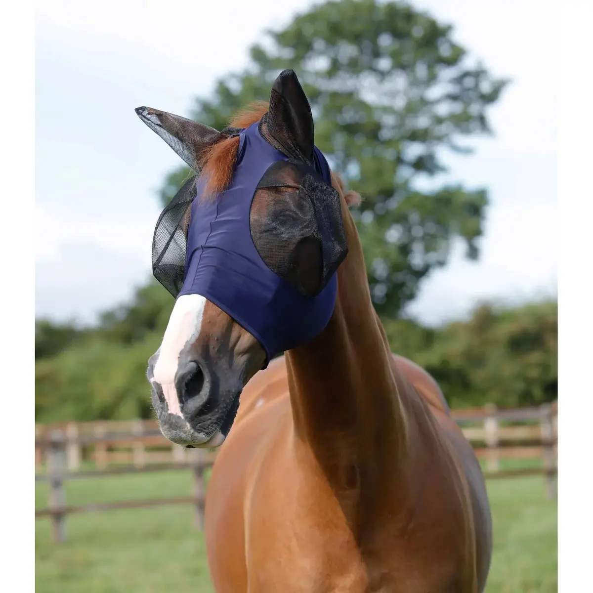 product/p/r/premier-equine_6300sn_1.jpg