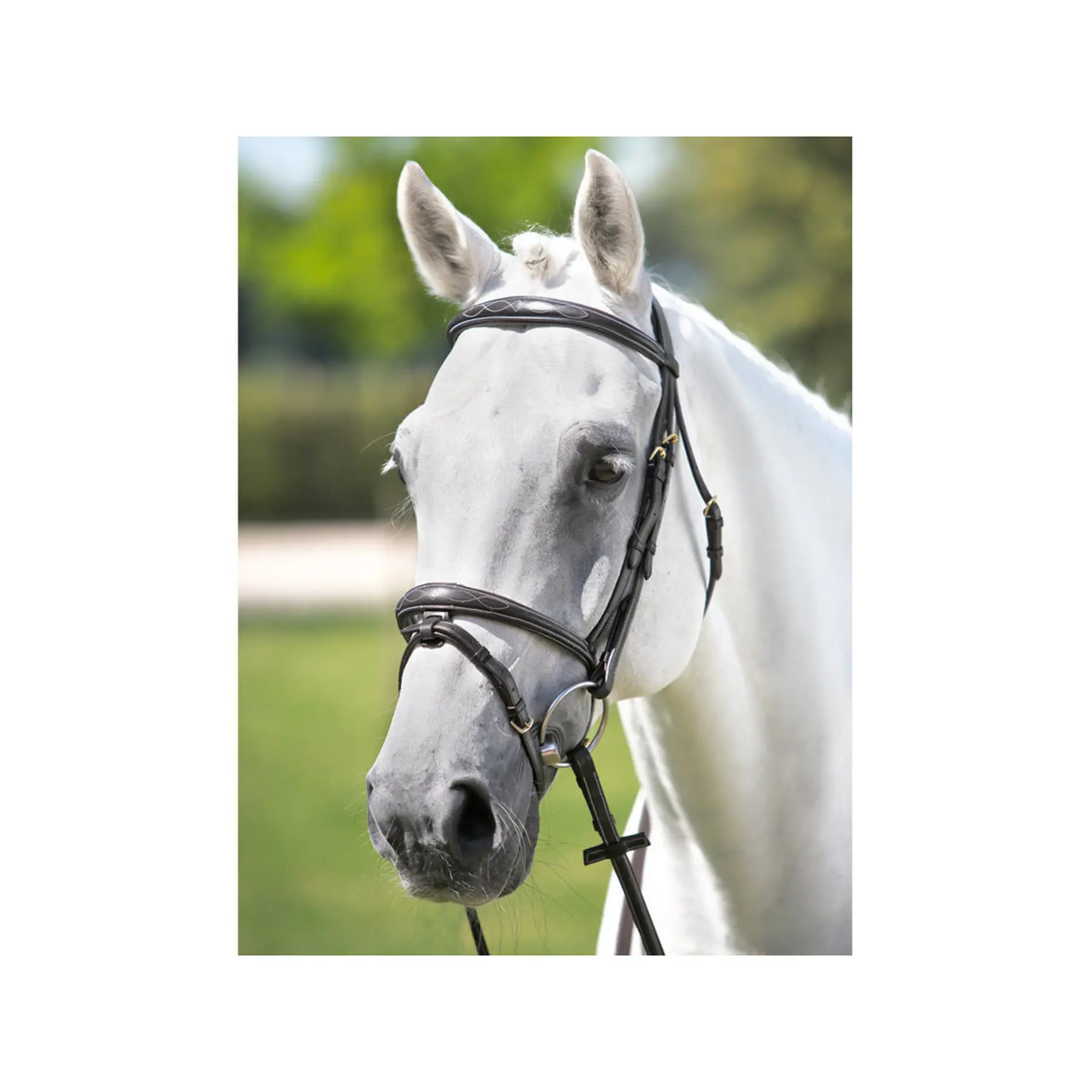 Comparer les prix de Bridons équitation en cuir Tattini