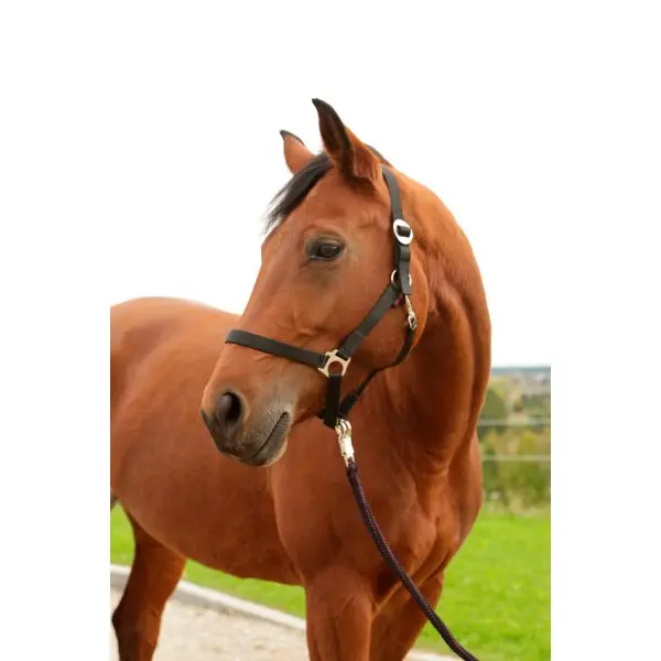 Kerbl Noir Full Nylon Halter Hippo