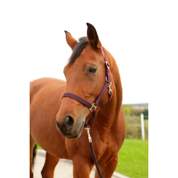 Kerbl Violet Nylon Halter Xfull Hippo