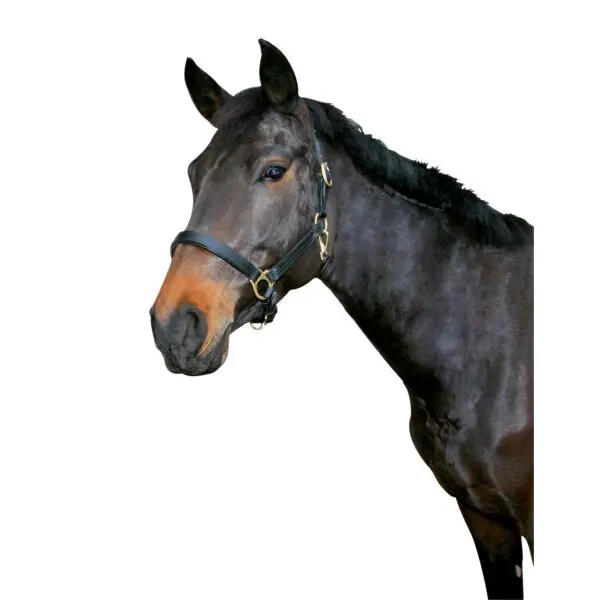 Kerbl Noir Cob Leather Halter Eco