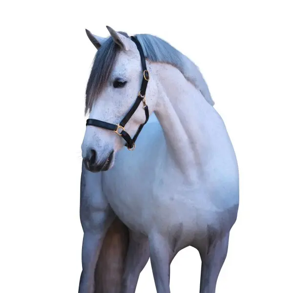 Kerbl Noir Leather Halter Xfull Eco