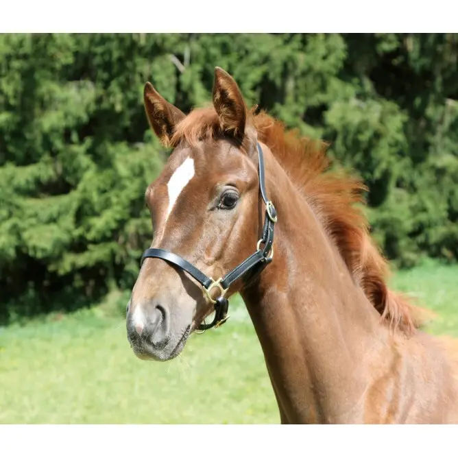 Kerbl Noir Halter Foal Eco