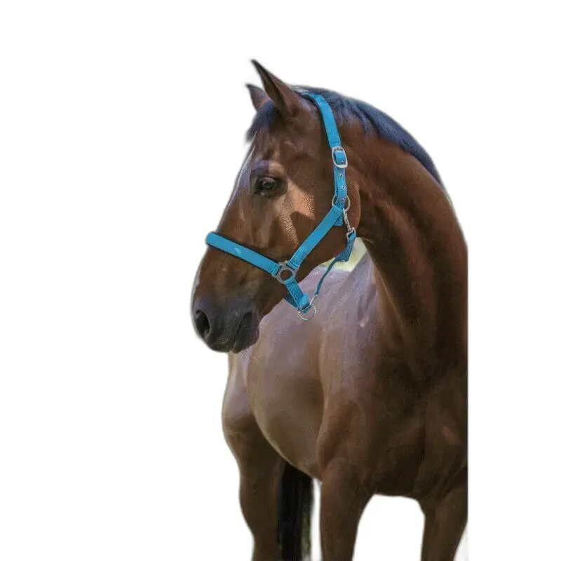 Norton Bleu Halter For Horse Fluo