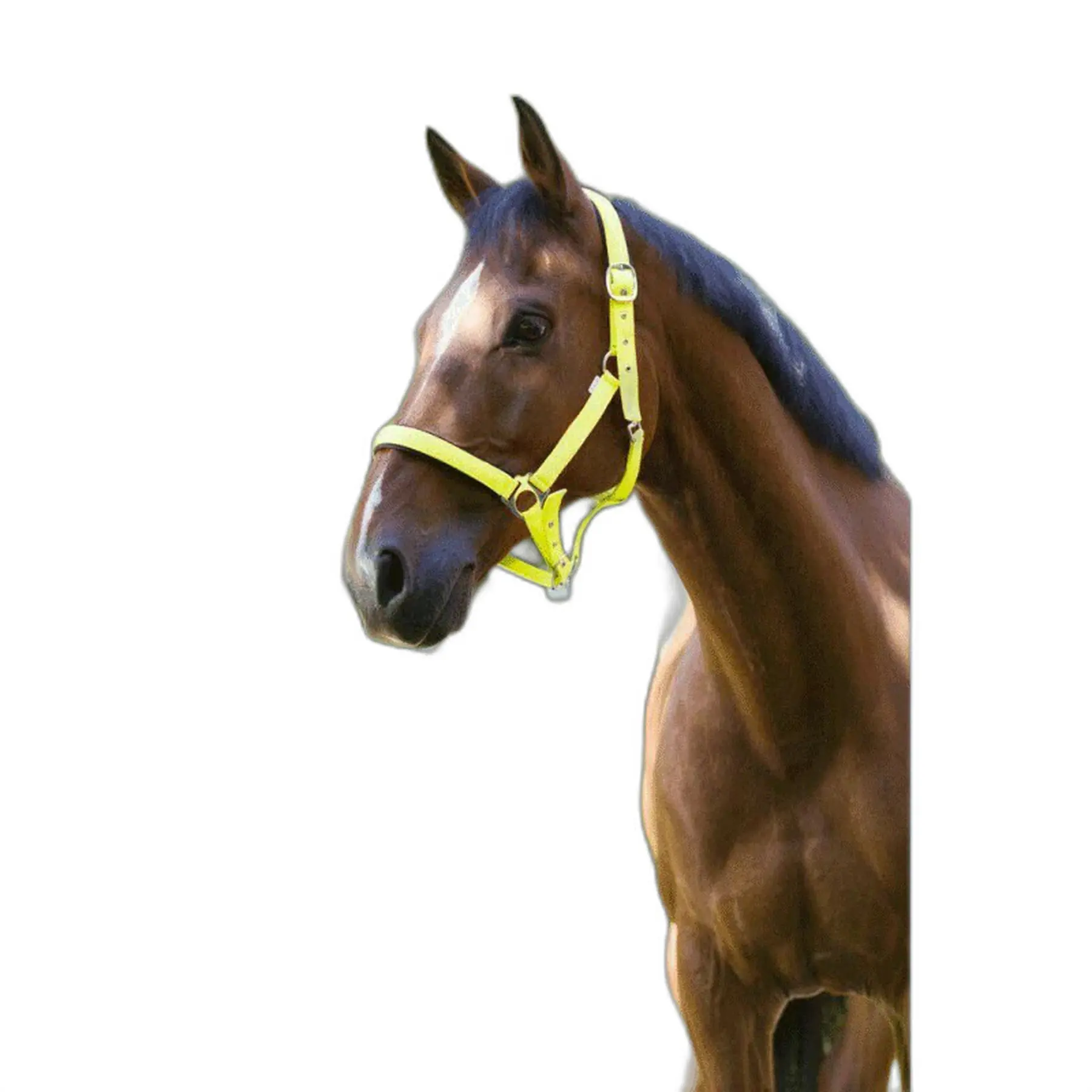 Norton Jaune Halter For Horse Fluo