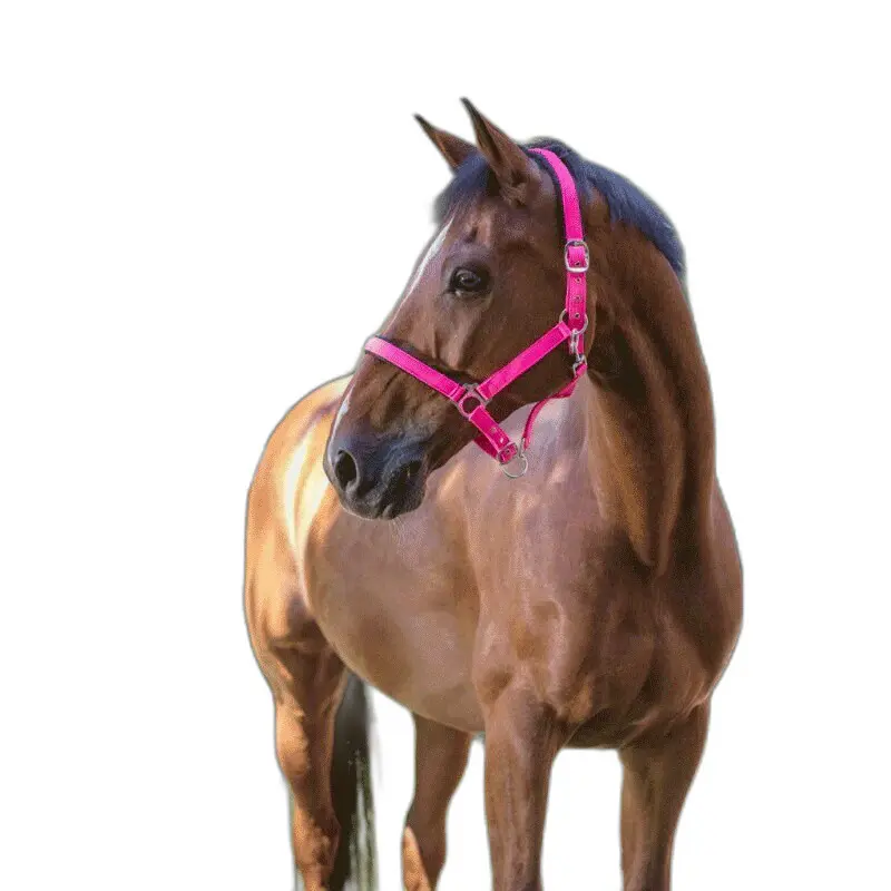 Norton Rose Halter For Horse Fluo