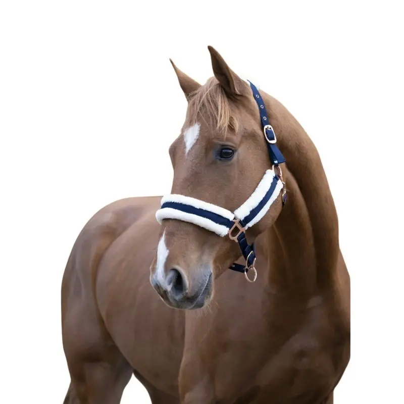 Meilleurs prix pour Licol pour cheval Norton Confort