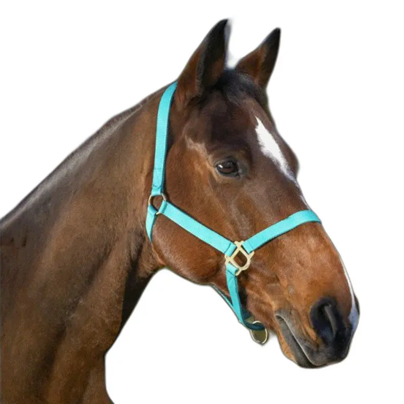 Norton Turquoise Horse Halter With Buckles