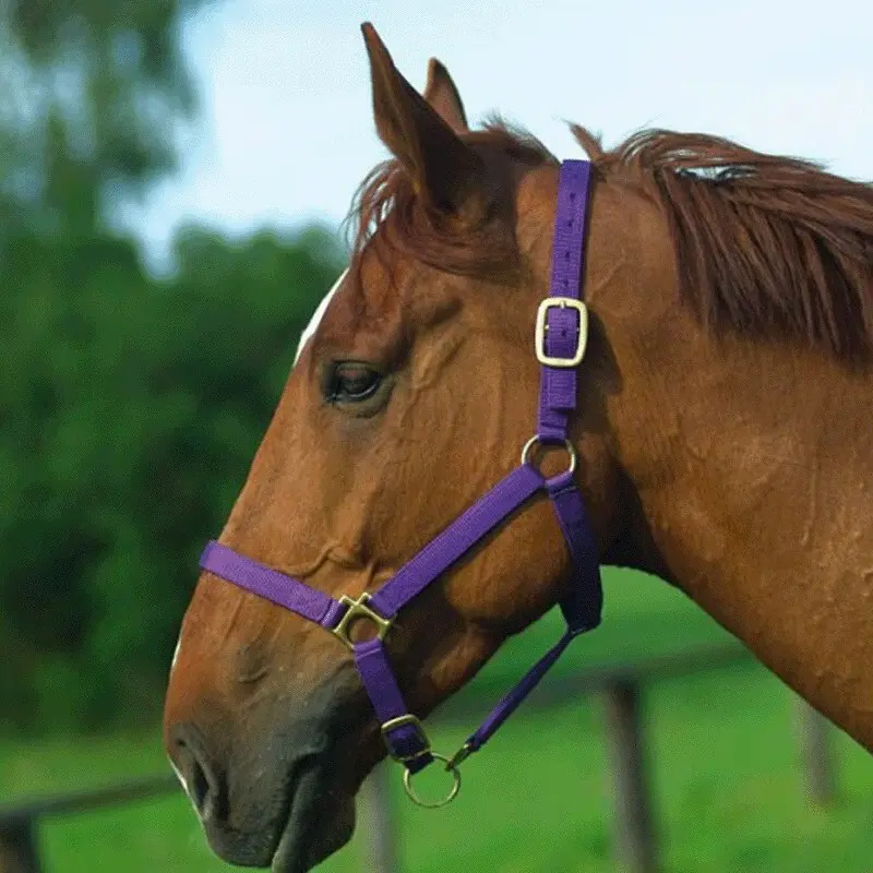 Norton Violet Halter For Horse Double Leather