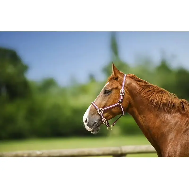 Norton Rouge Halter For Horse Doublé Cuir