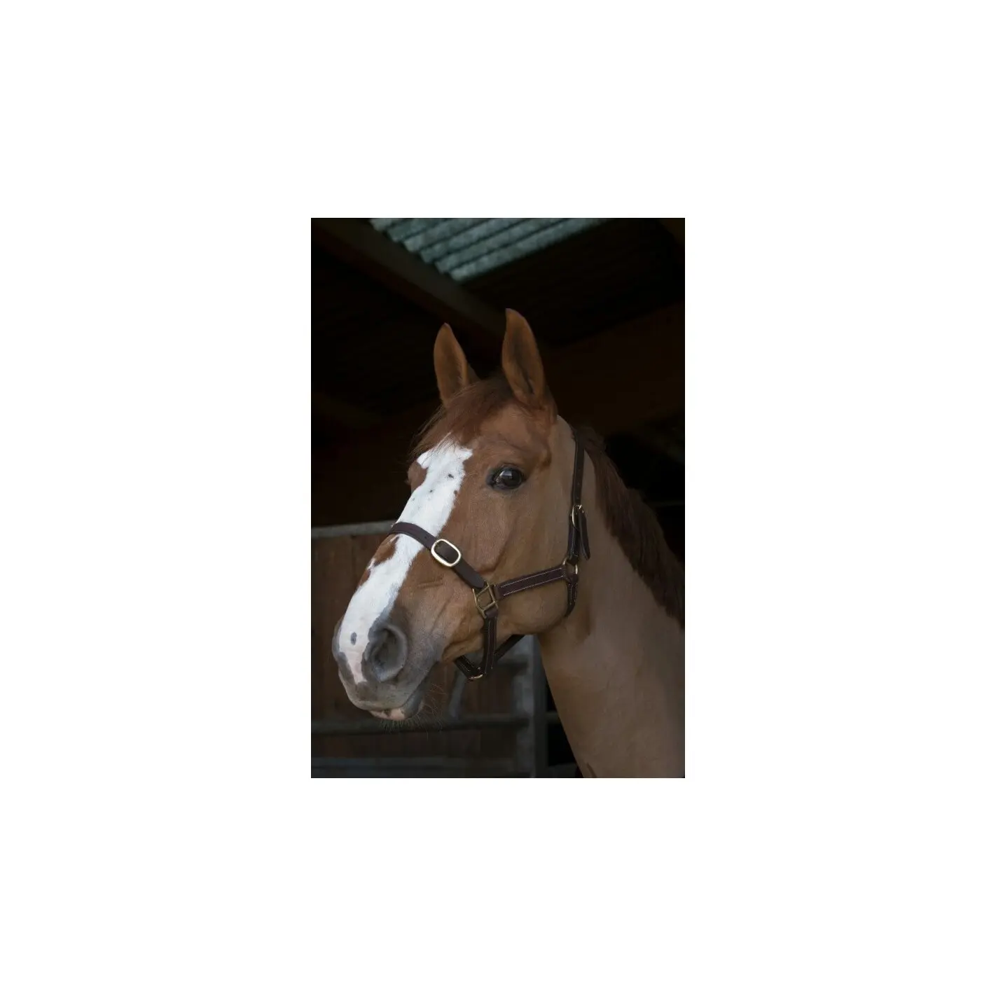 Norton Club Marron Halter For Horse Cuir
