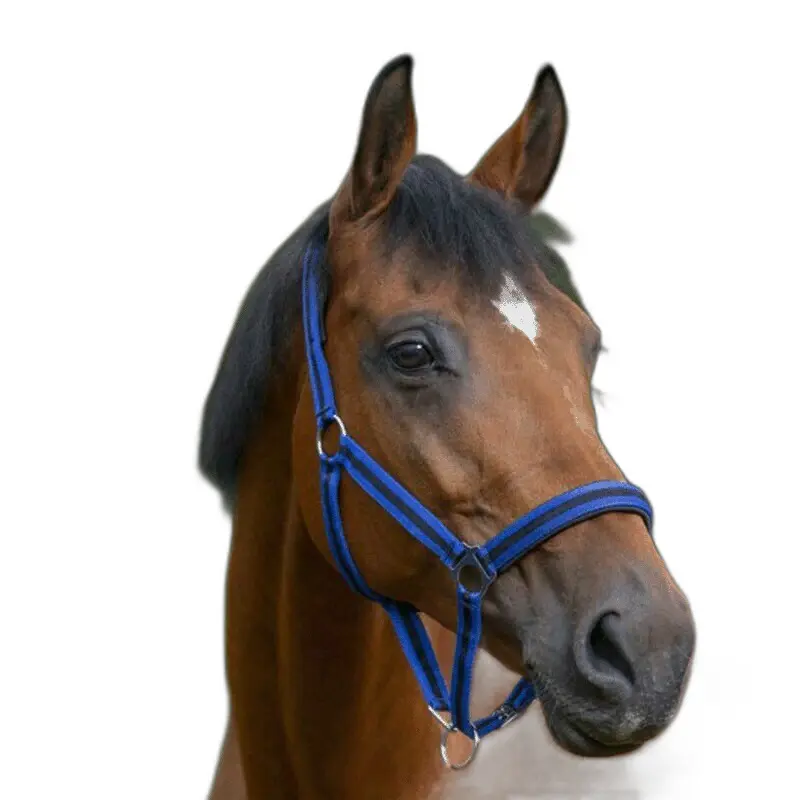 Norton Bleu Halter For Horse Doublé Néoprène