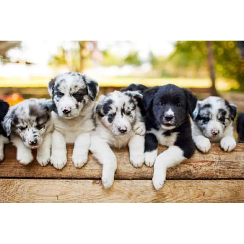 3667232500790 - Puzzle mit 1000 Teilen Chiots Border Collier