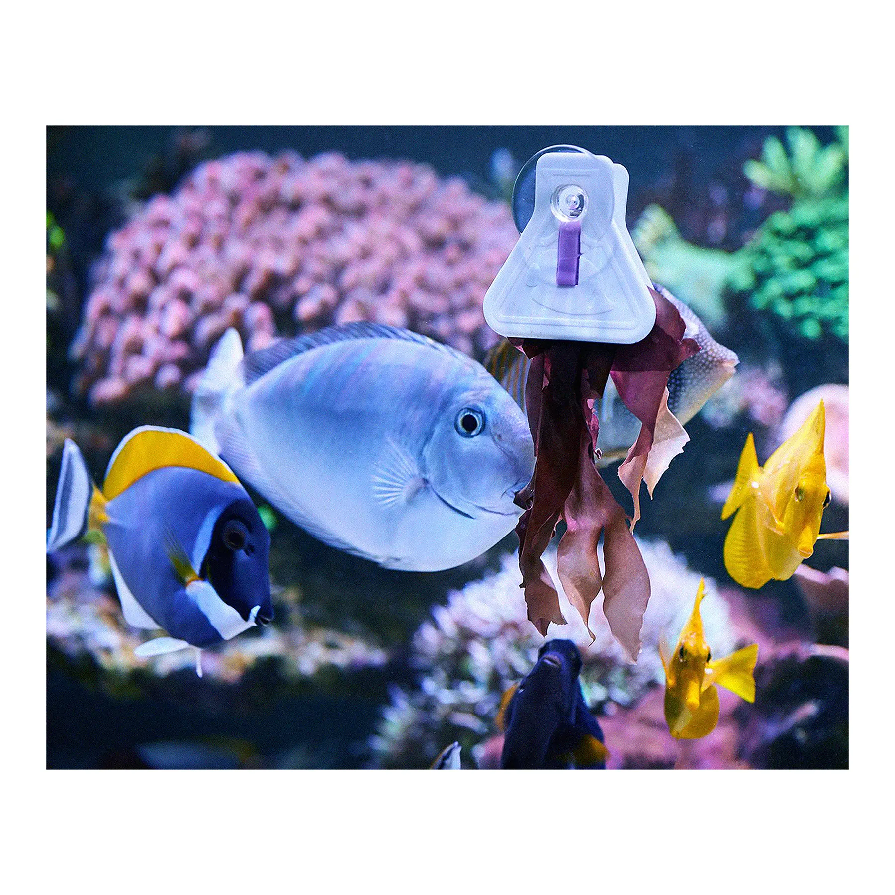 Comparer les prix de Pince à algue à la carte Aquarium Systems