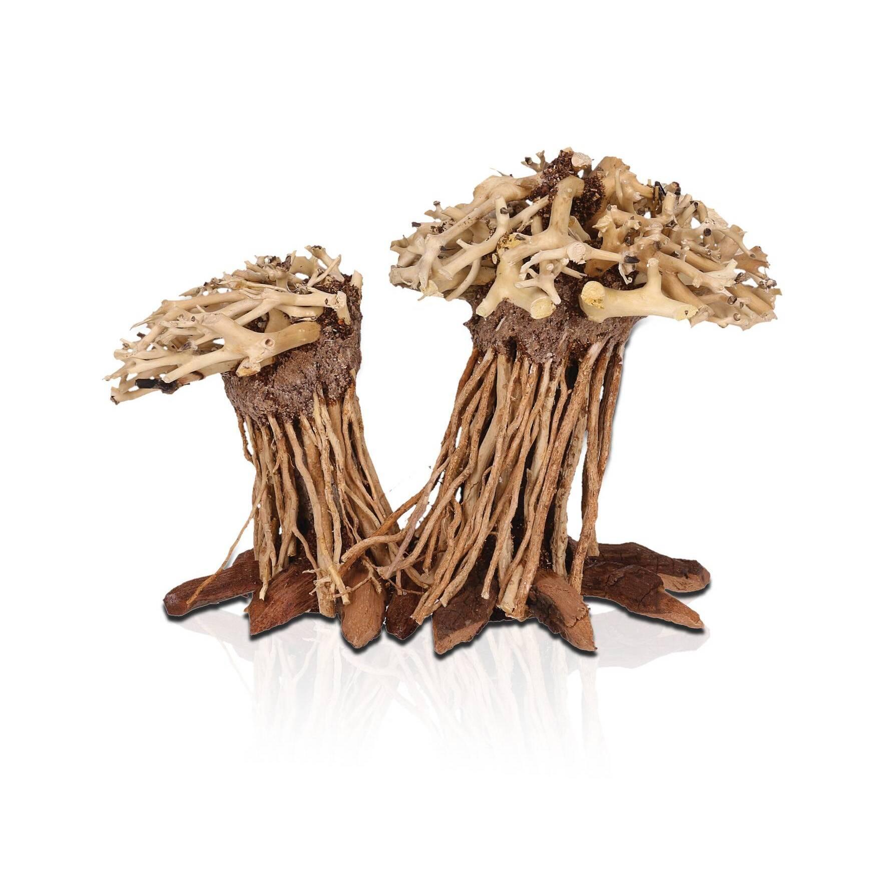 Meilleurs prix pour Décoration d’aquarium Aquavie Forest