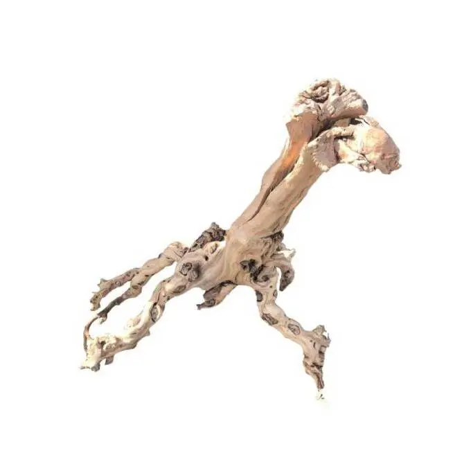 Comparer les prix de Racine mopavigne extra type 1 Aquavie