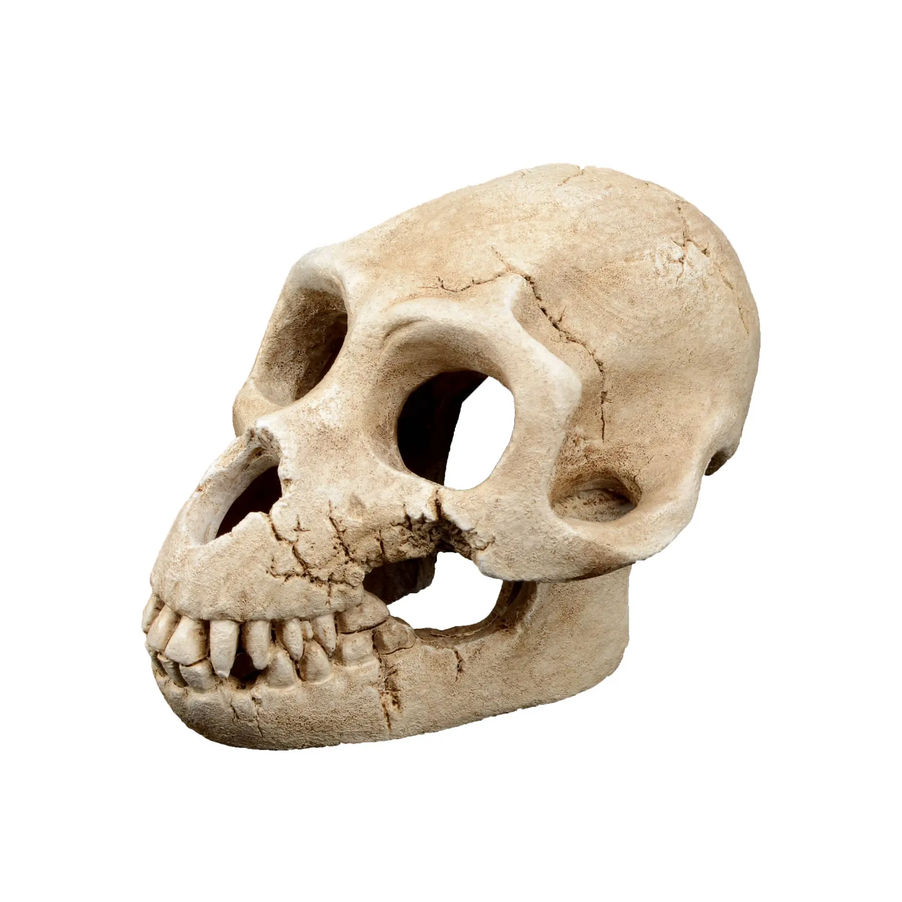 Meilleurs prix pour Décoration d’aquarium Aquavie R Terra Ratarold 2