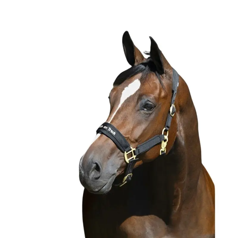 Licol Cheval Werano Back On Track – Rembourrage Welltex, Mousse SBR, Réglable – Favorise Relaxation Et Circulation