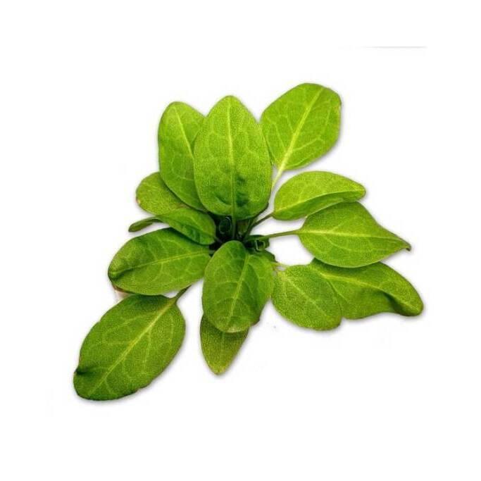 product/b/i/bioponis_bio30161g_vert_2.jpg