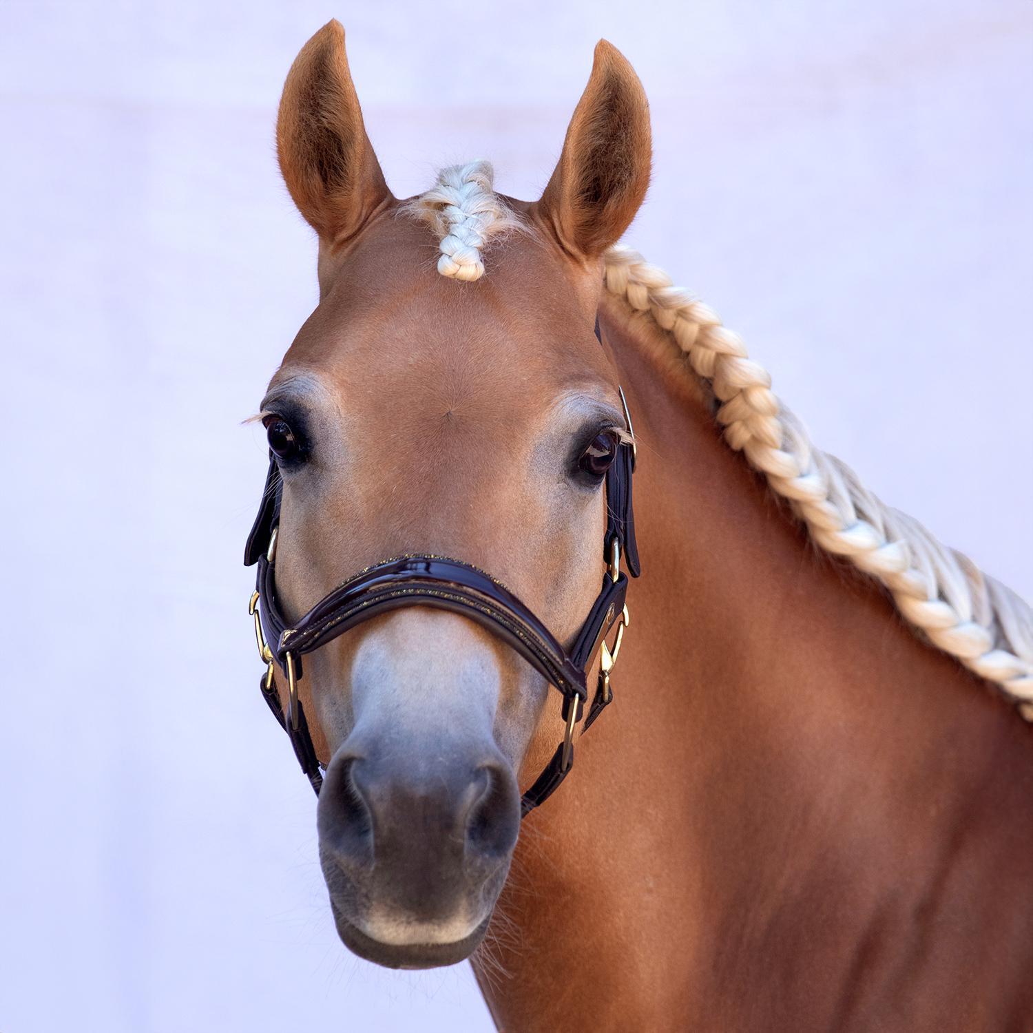 product/b/r/bridlery-ha103bwglgc-braun-warmblut-gold-glitzer-2.jpg