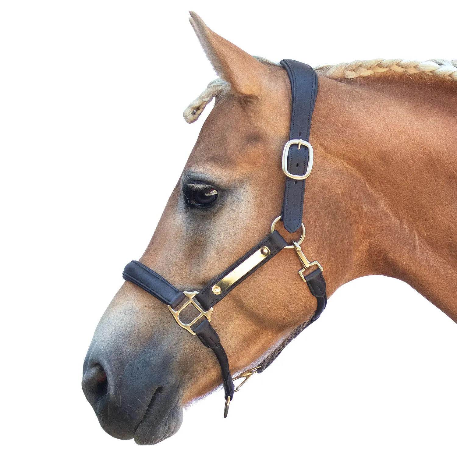 Meilleurs prix pour Licol en cuir pour cheval Bridlery Eternity Warmblut