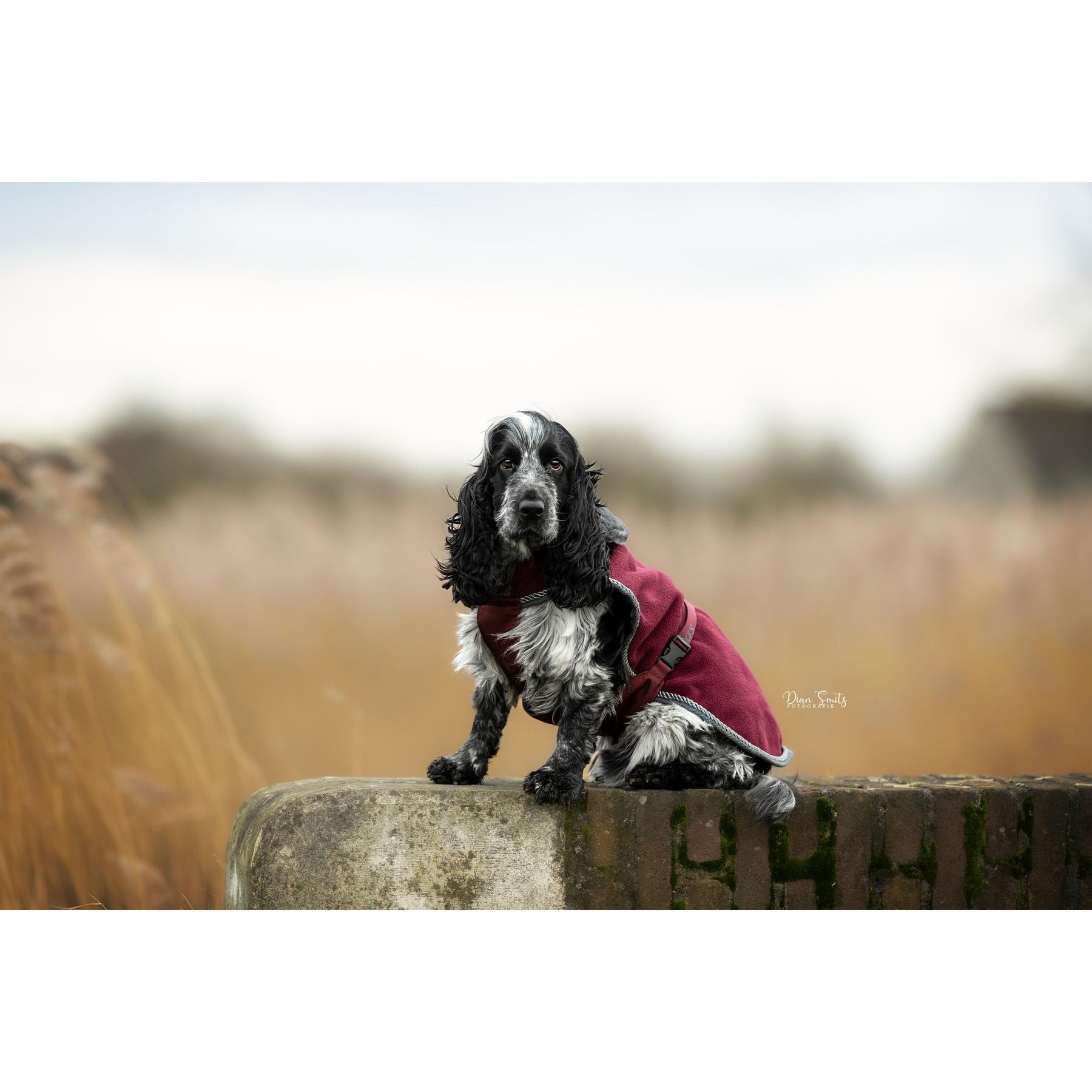 Pettorina per cani Bucas Show-Line