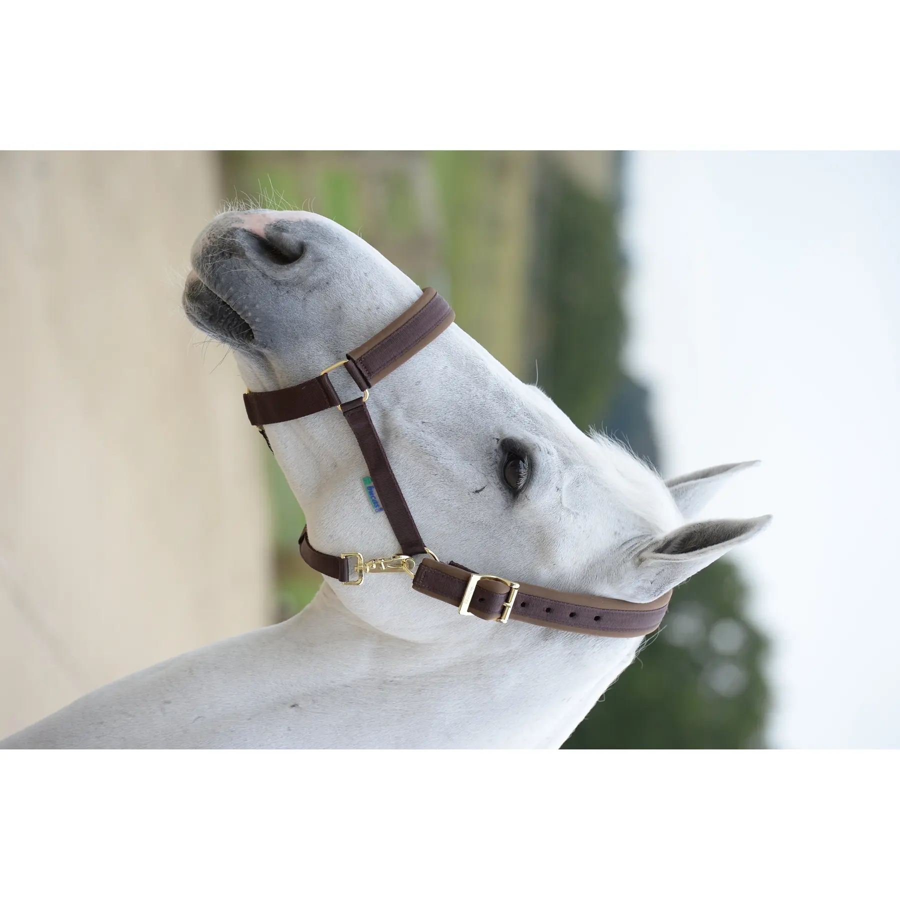 Bucas Marron Halter For Horse Comfort