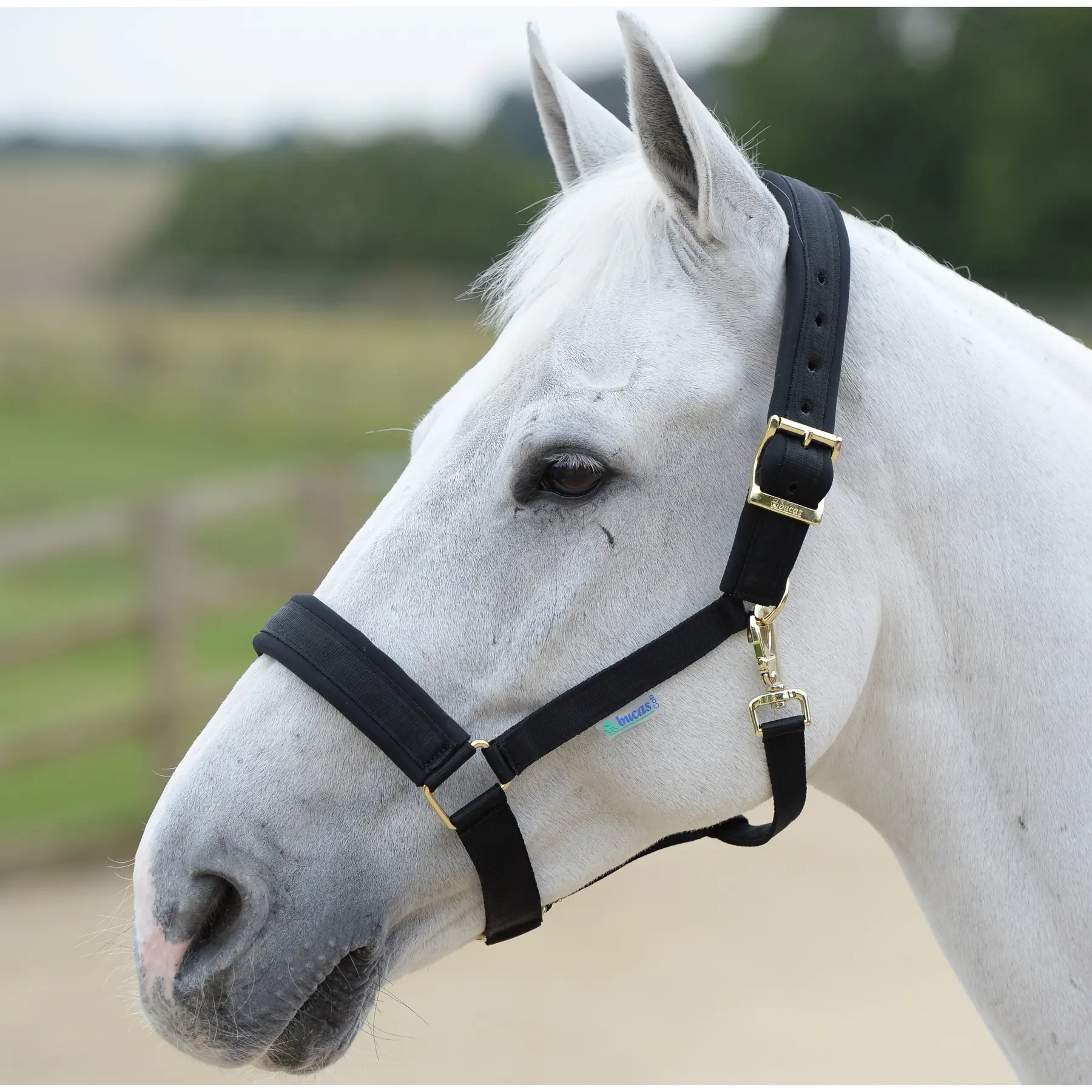 Bucas Noir Halter For Horse Comfort
