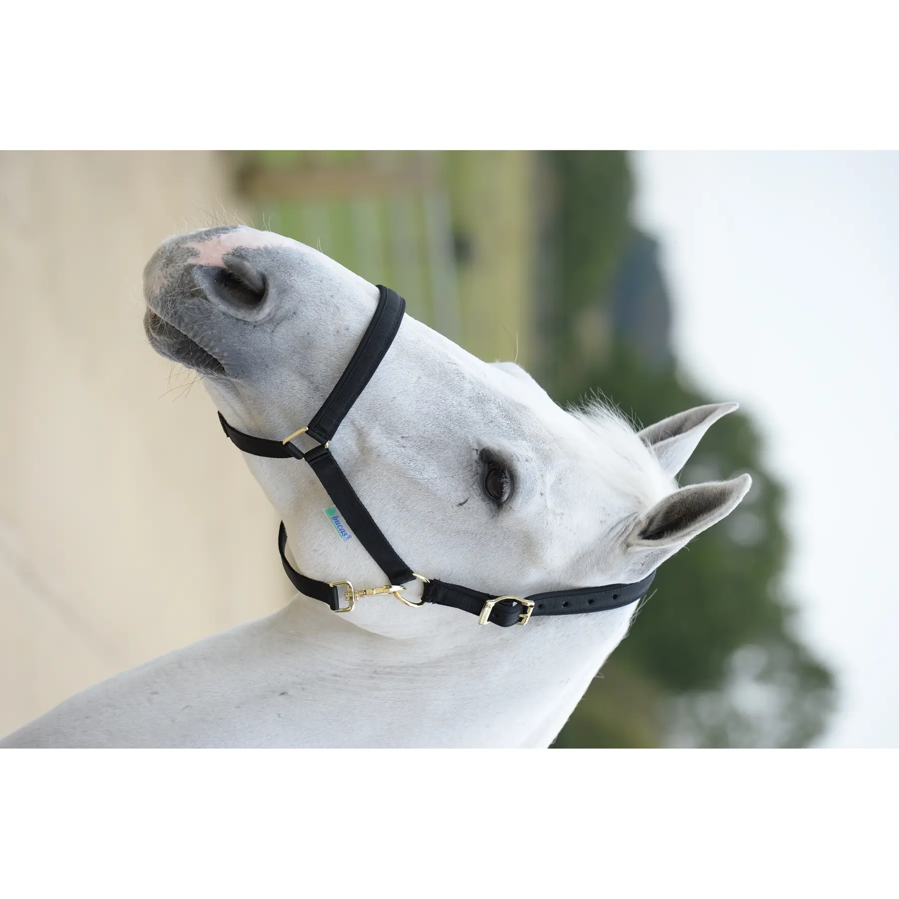 Bucas Noir Pony Bridle Dublin