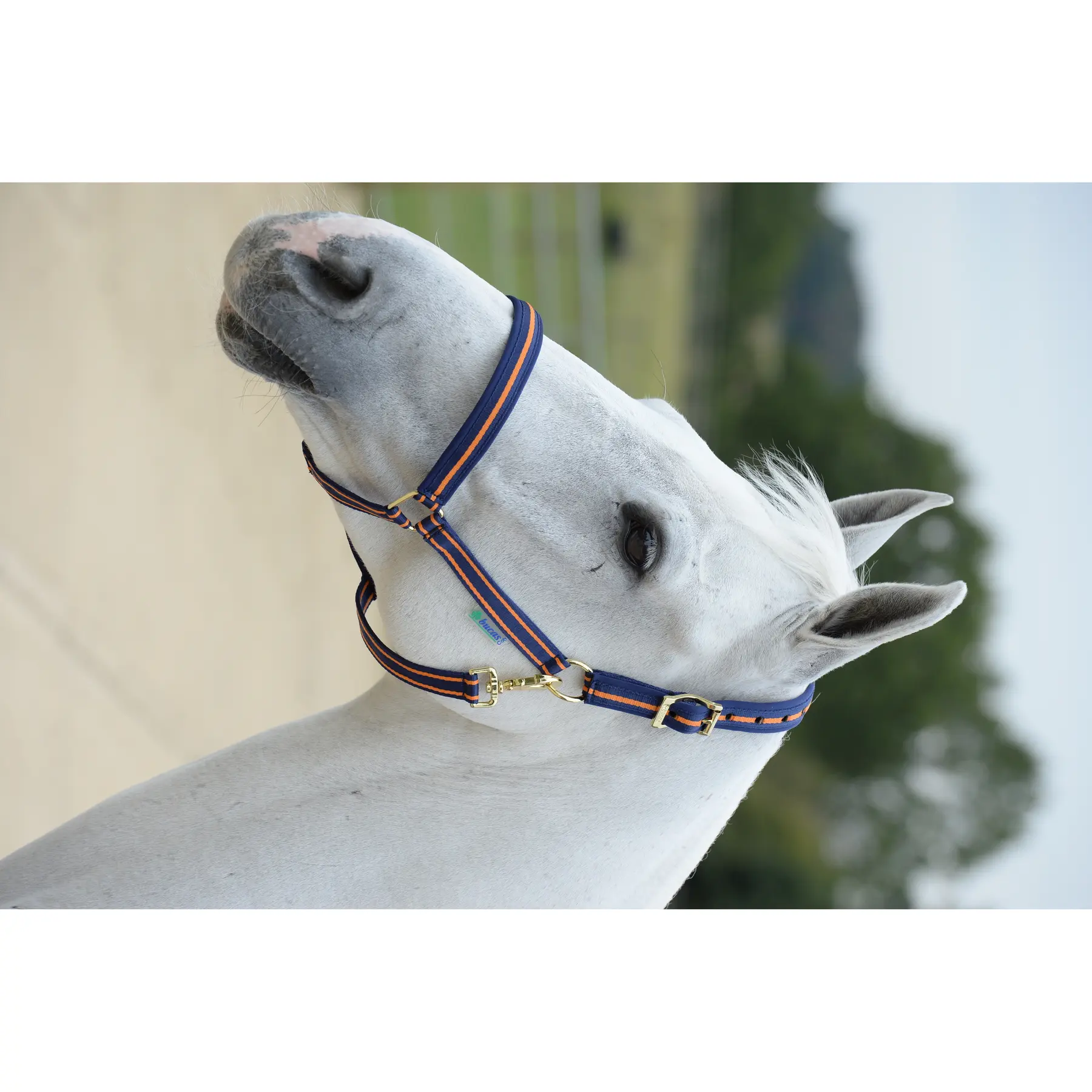 Bucas Bleu Pony Bridle Dublin
