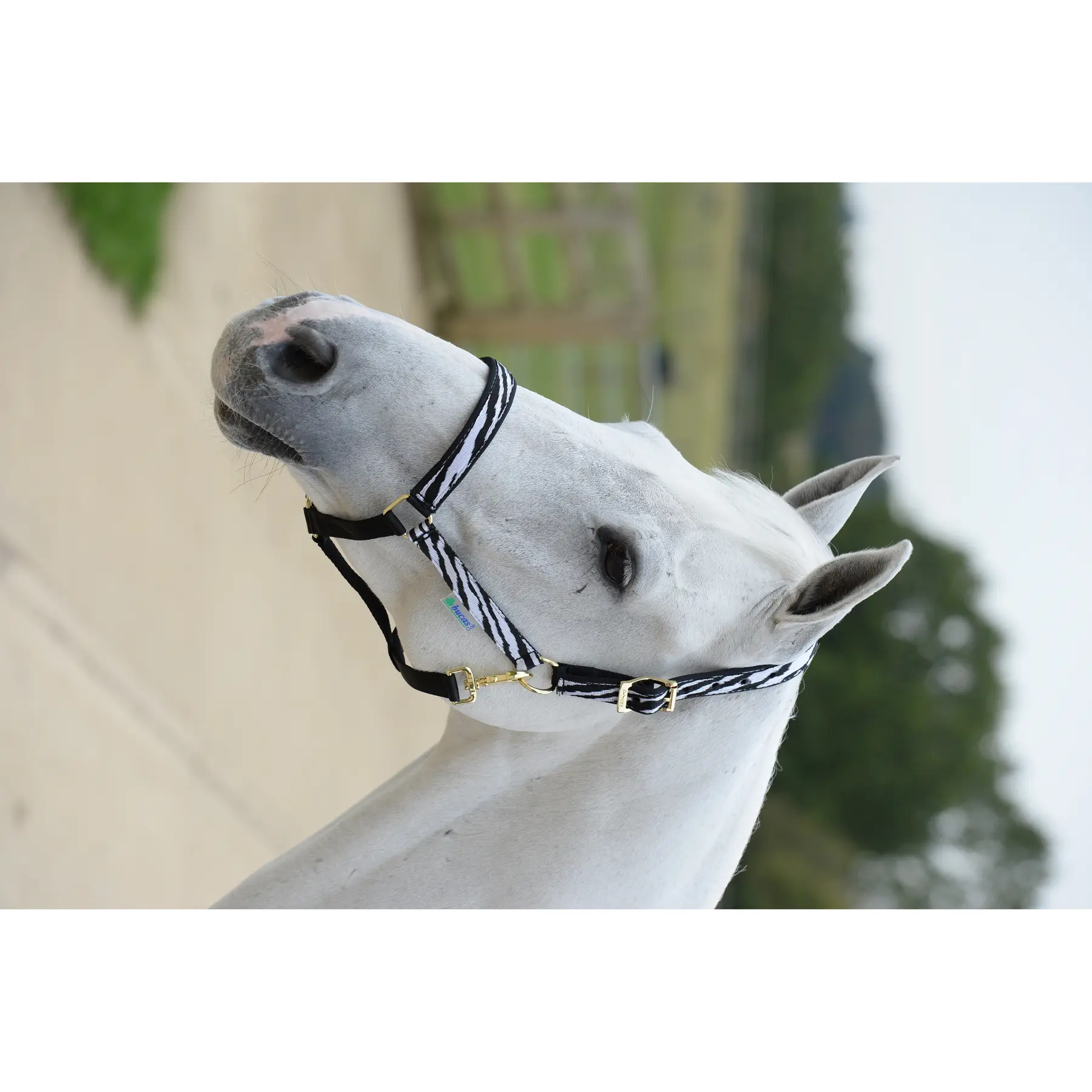 Bucas Noir Pony Bridle Dublin
