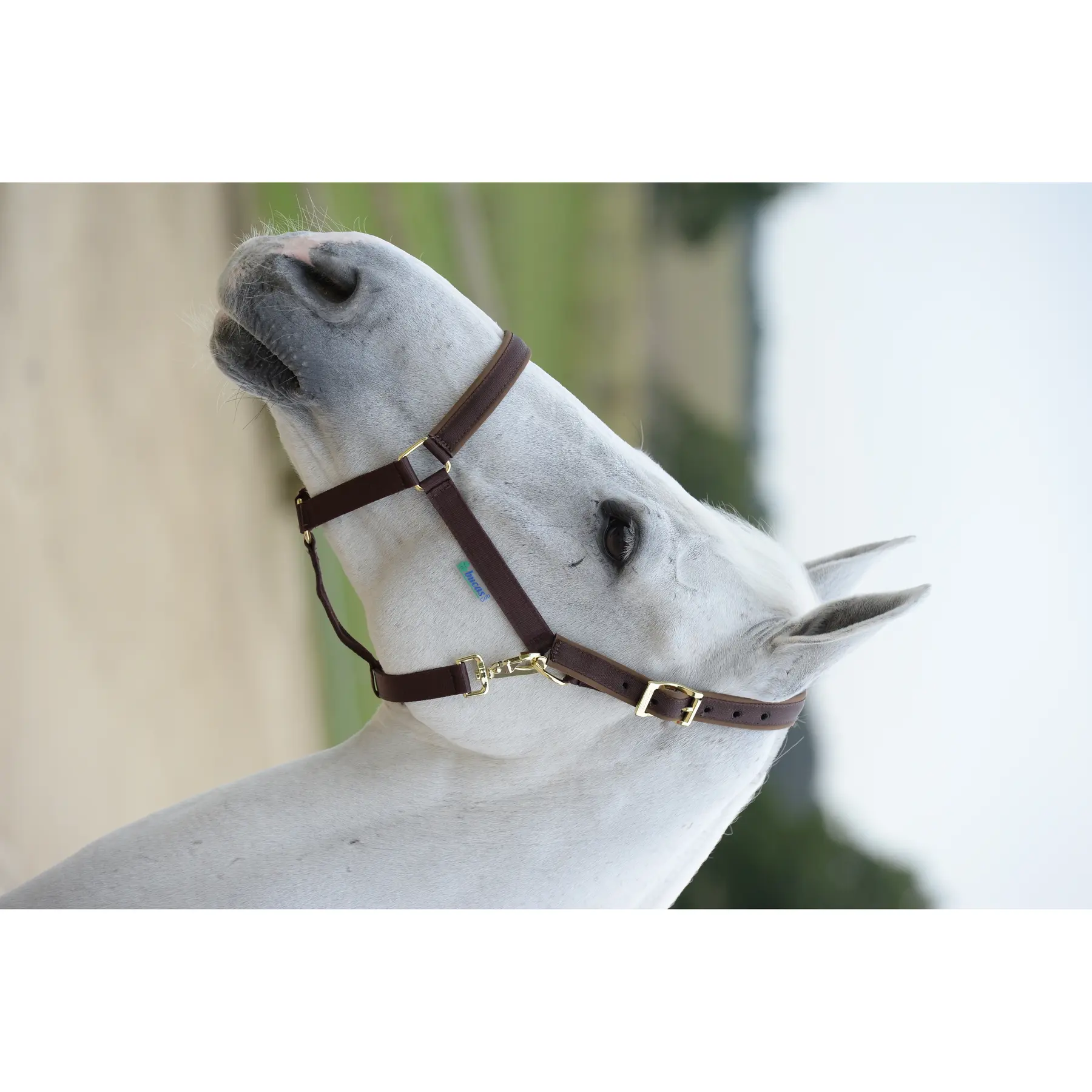Bucas Marron Halter For Horse Dublin