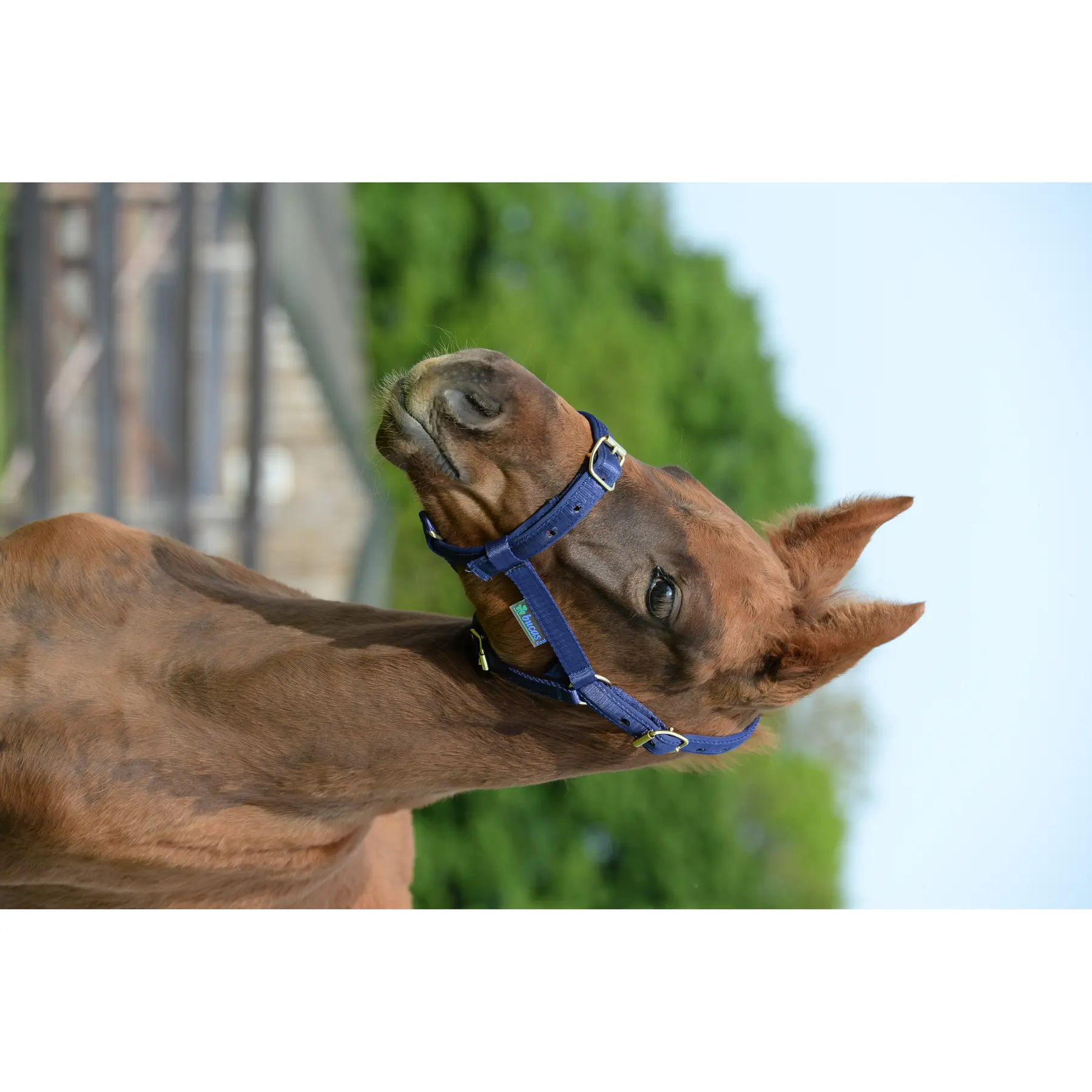 Bucas Bleu Halter For Horse Dublin