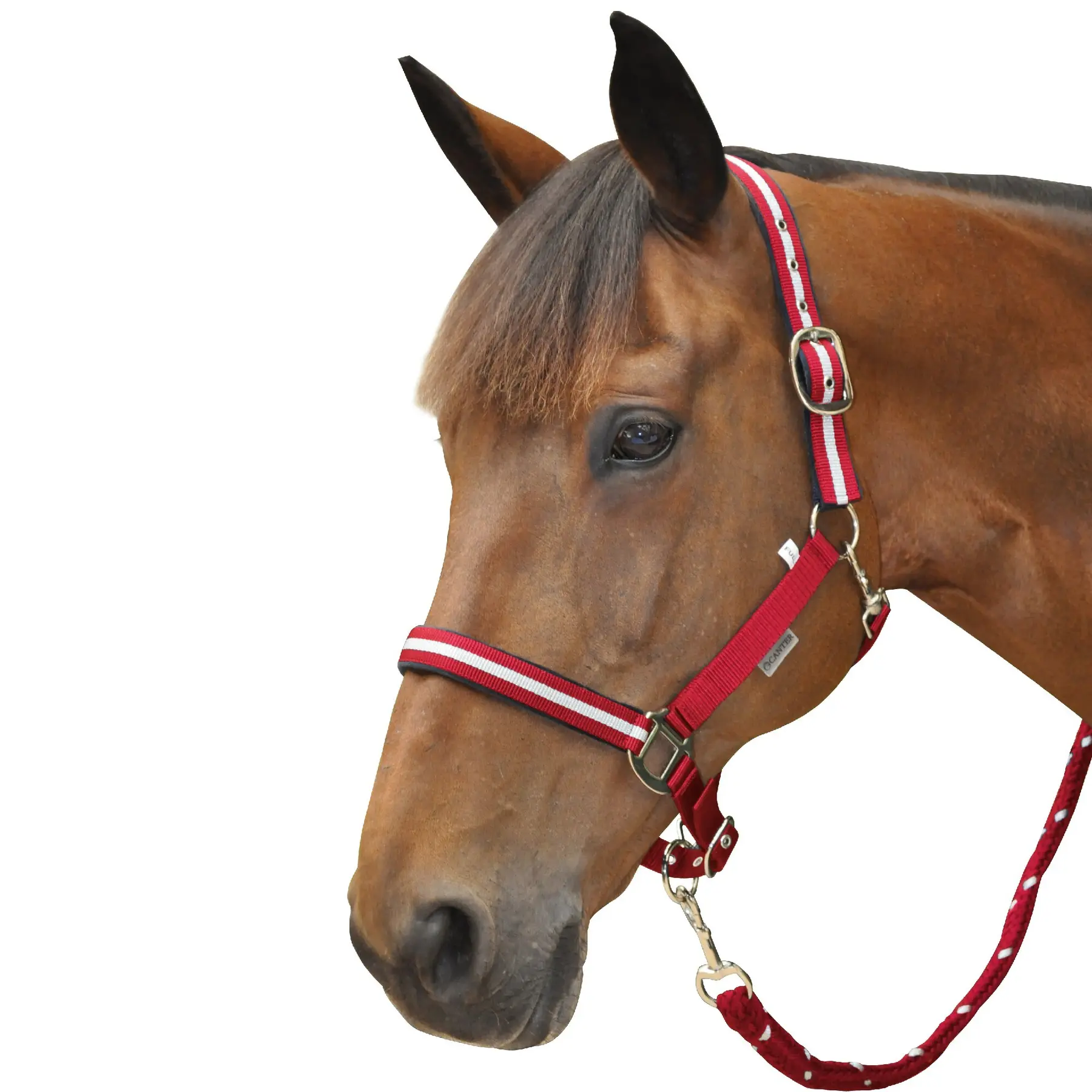 EQWQSIXD Cavezza regolabile in nylon per equitazione western, colore rosso, taglia S