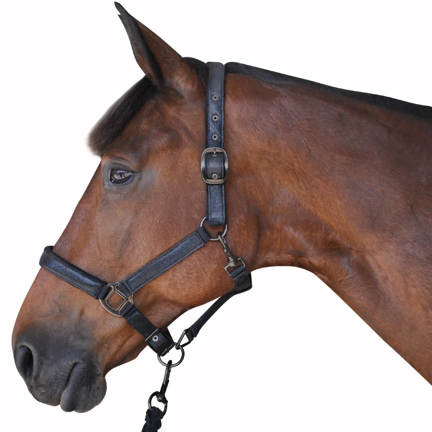 Ensemble licol + longe Canter