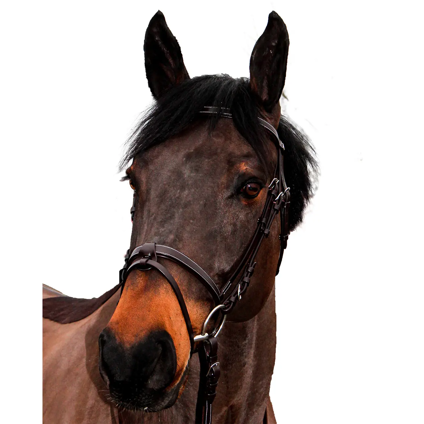 Bridons équitation pour cheval Canter Club