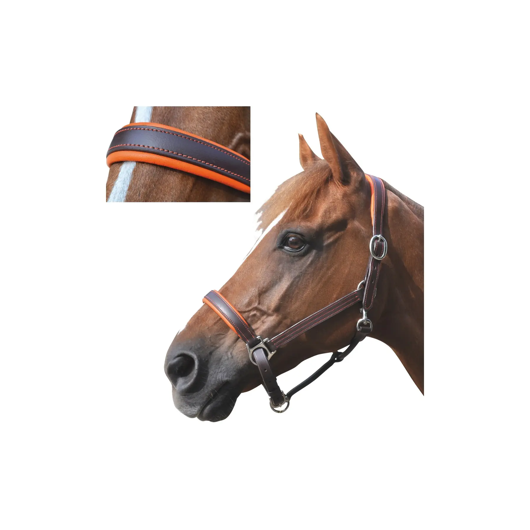 Licol pour cheval cuir doublé Canter