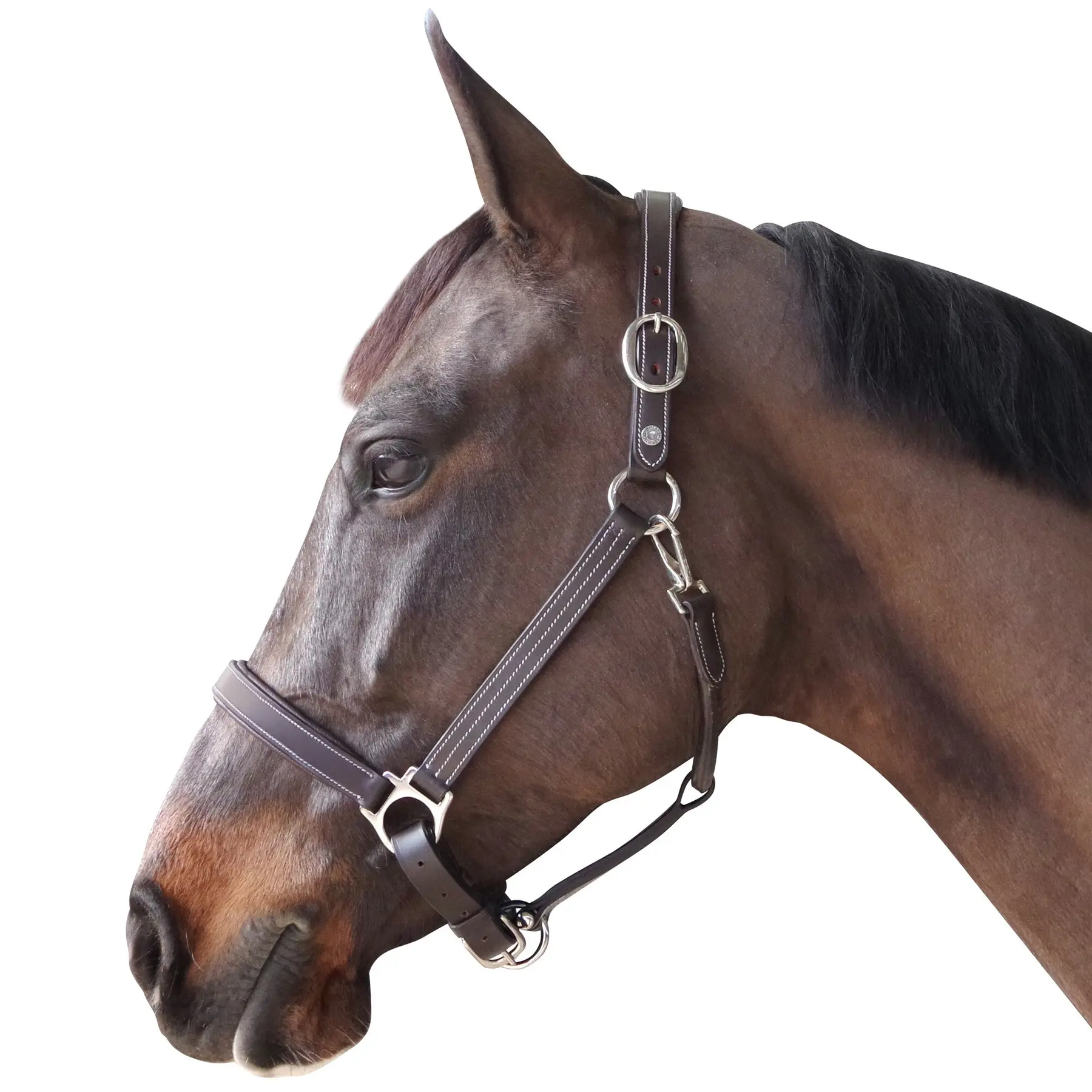 Canter Marron Lined Leather Halter For Horses