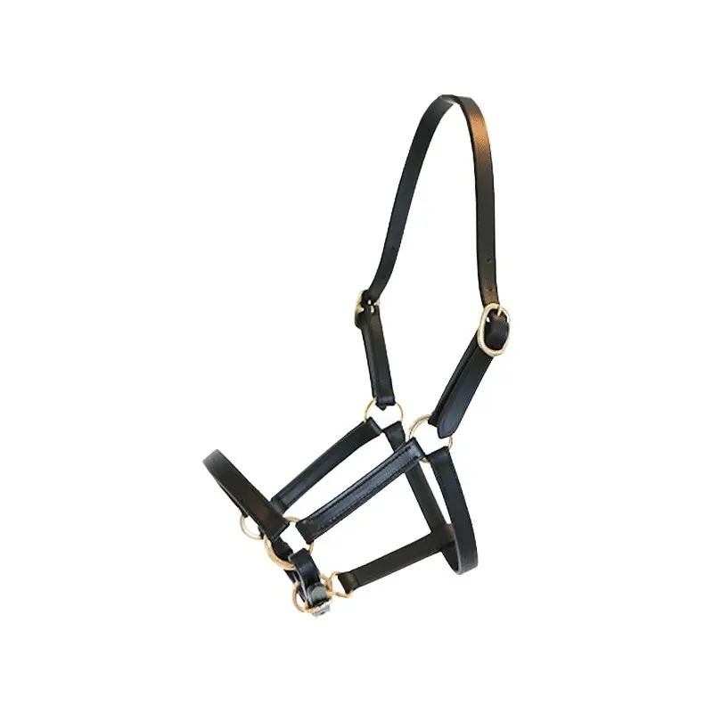 Licol pour cheval foal présentation cuir Canter