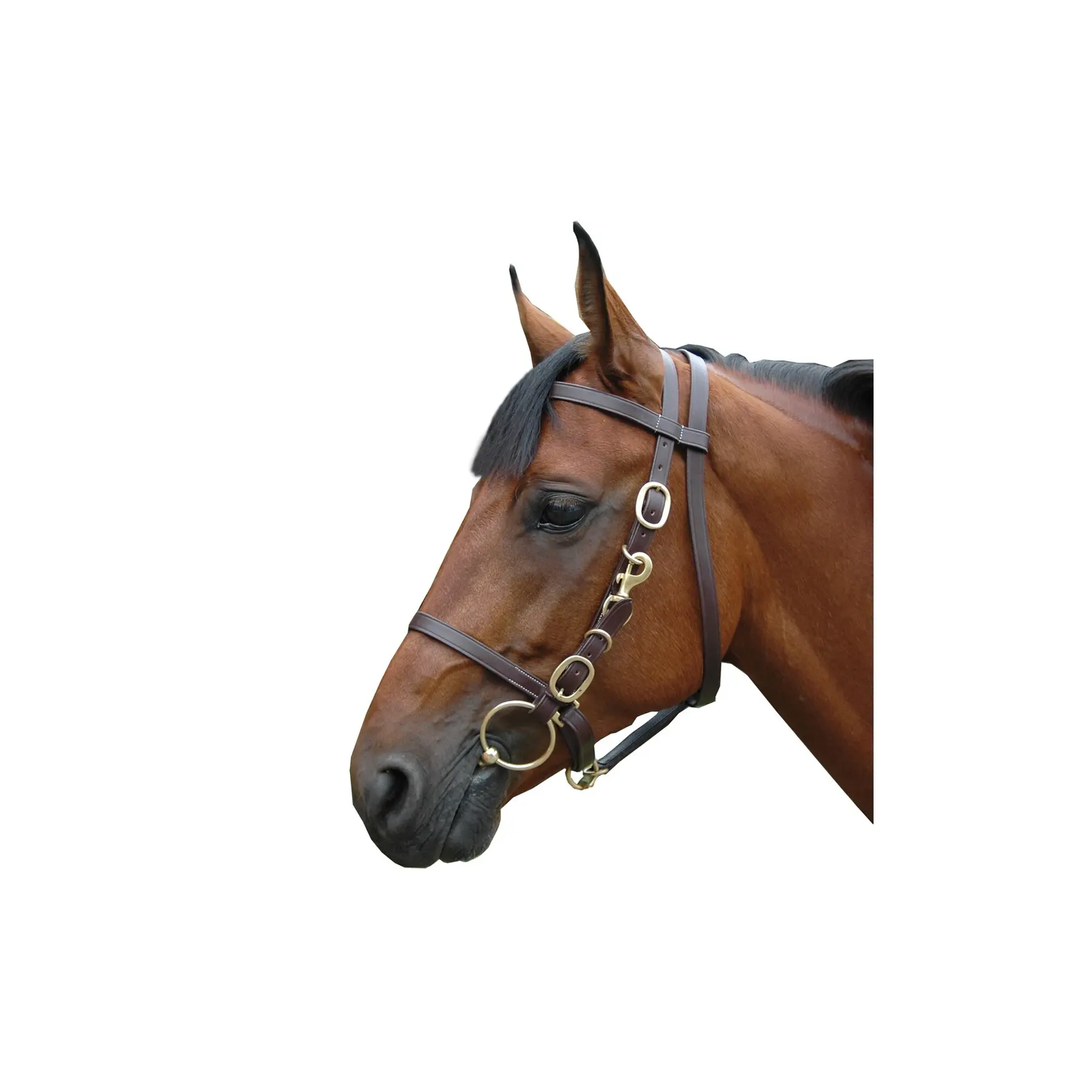 Meilleurs prix pour Bridons équitation licol large Canter