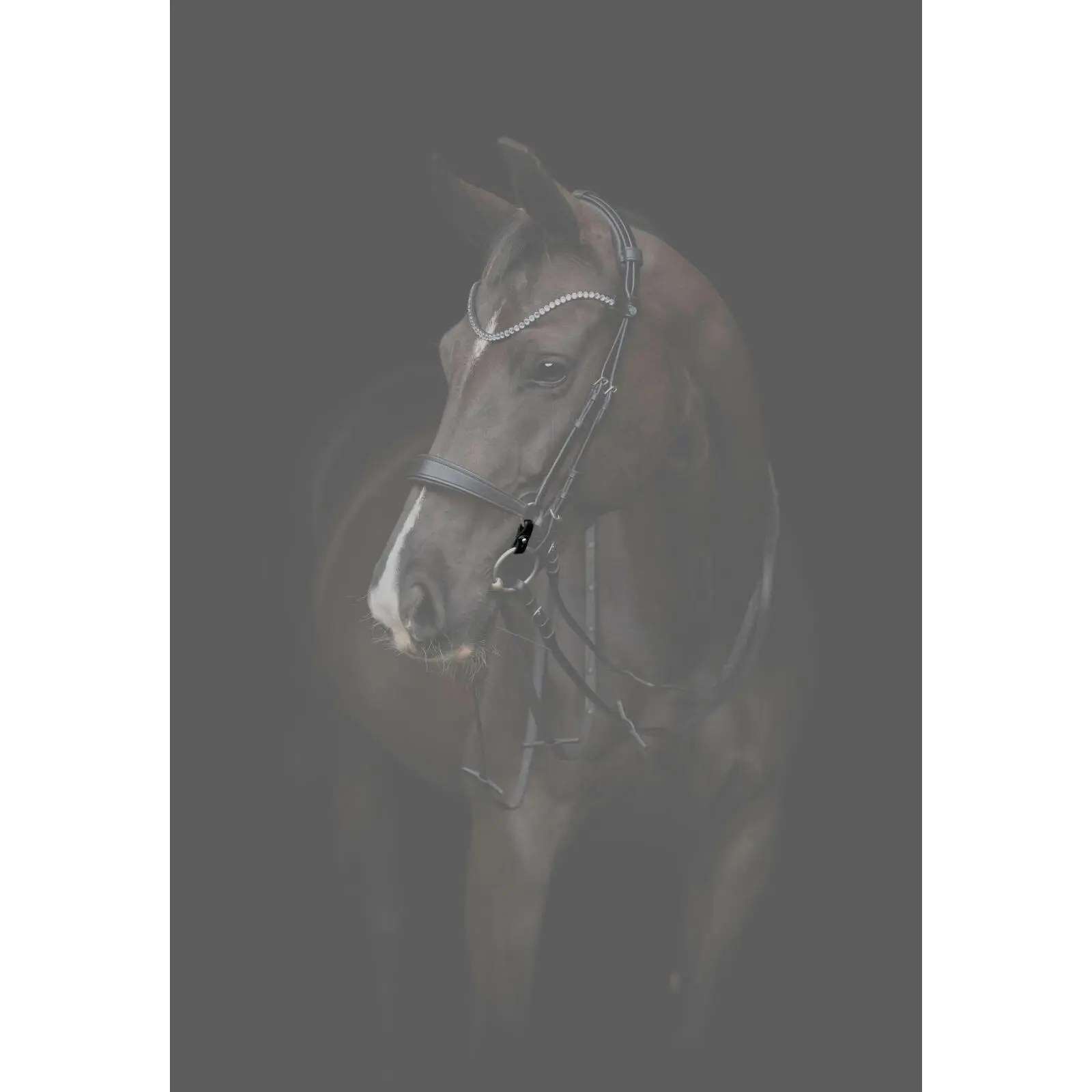 Comparer les prix de Bride équitation Catago Gentle Connecting Rings