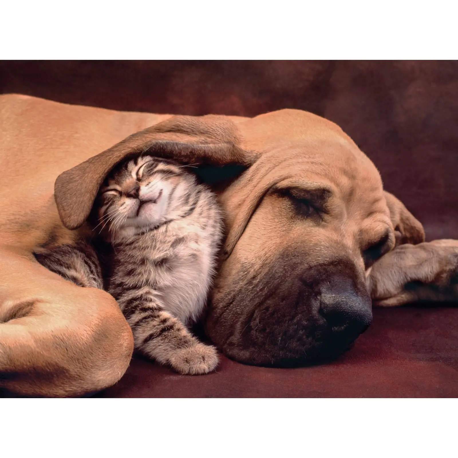 Puzzle 500 Teile cuddles Clementoni