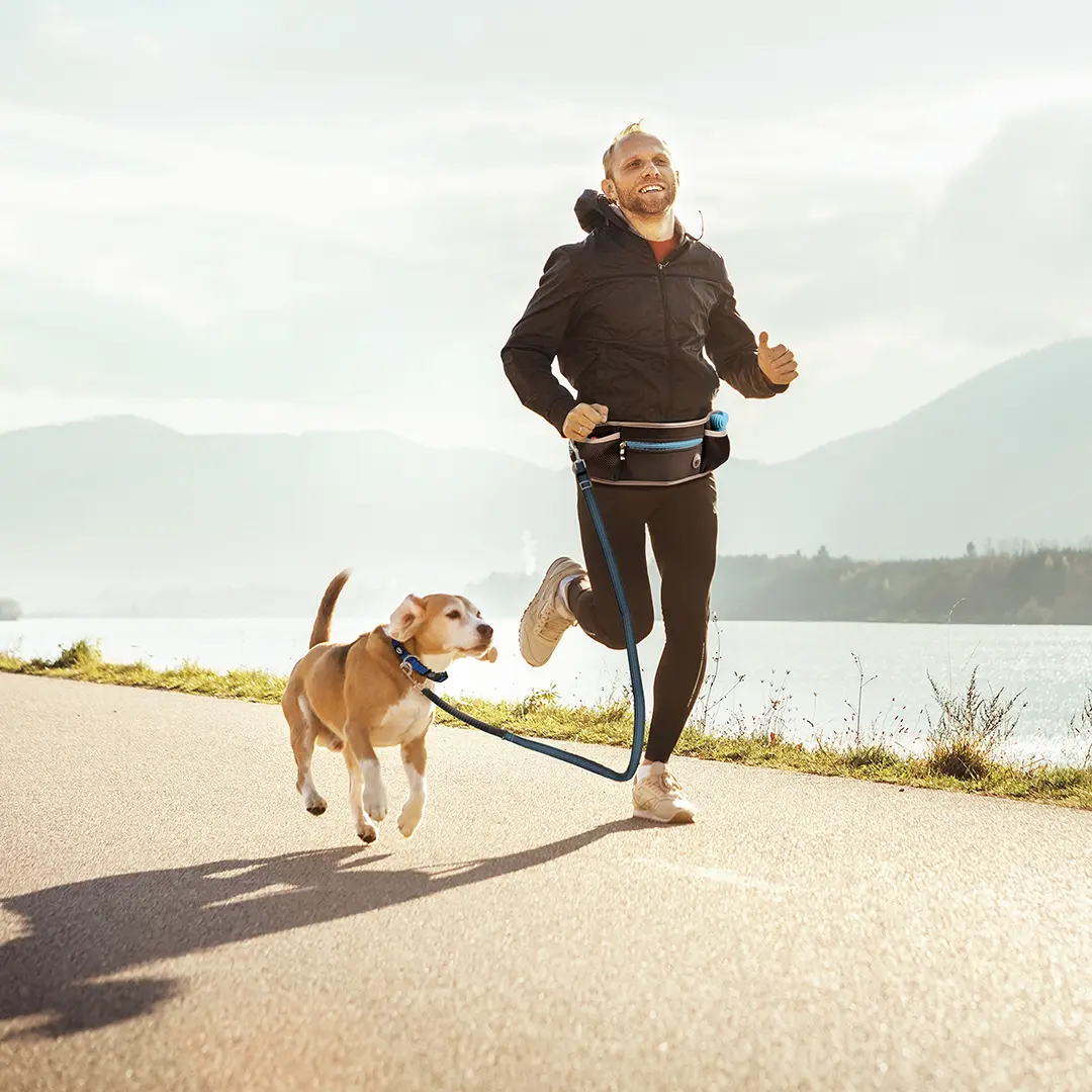 Duvoplus Noir Belly Belt With Leash For Dogs