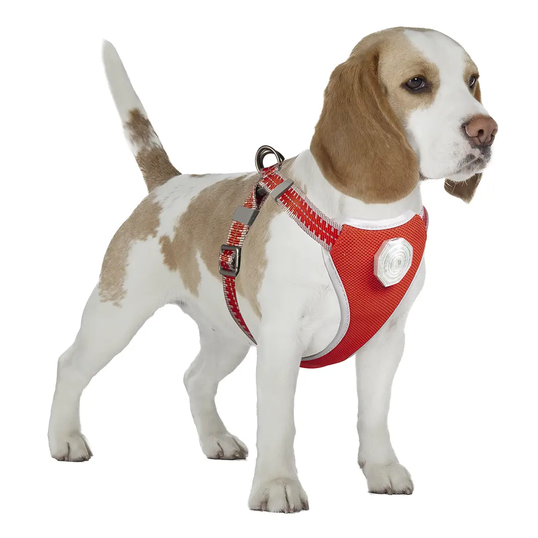 Meilleurs prix pour Laisse et harnais pour chien Duvoplus Flashlight